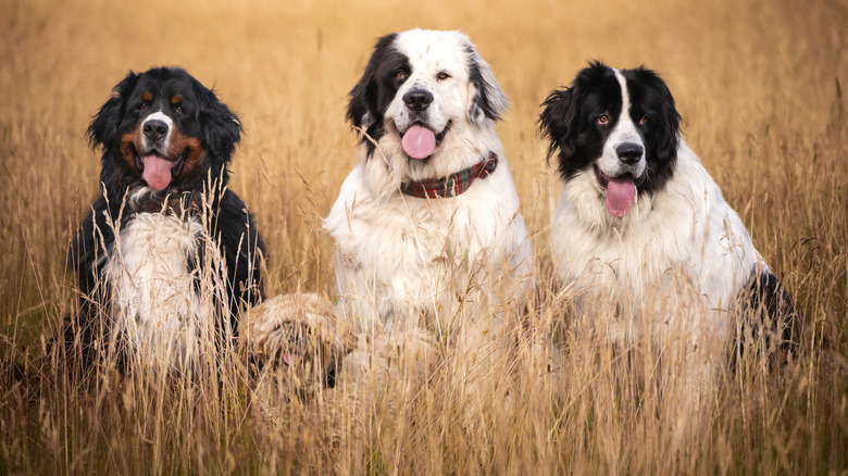 A Bernese Mountain Dog, Landseer, Newfoundland, and Lhasa Apso sit together in a field