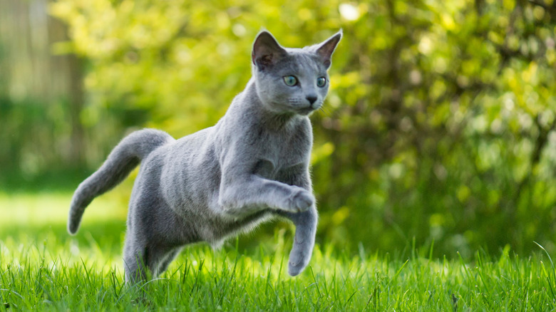 A Russian blue cat chasing something through a garden