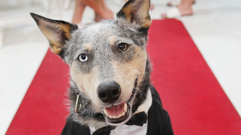 A smiling blue heeler dog in a tuxedo on a red carpet