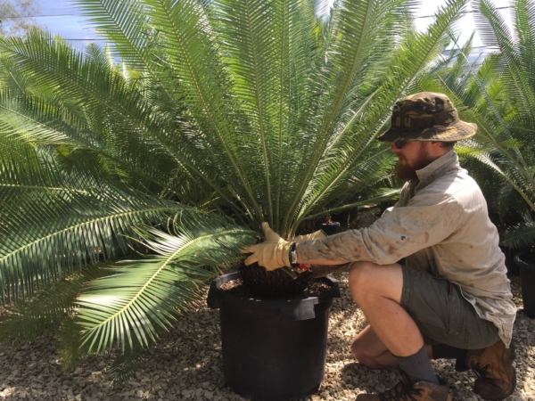 Dioon edule