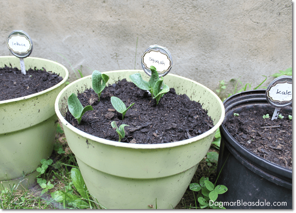 Inexpensive DIY Container Gardening, DagmarBleasdale.com