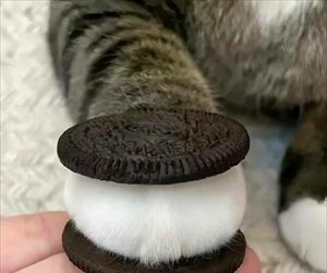 furry oreo