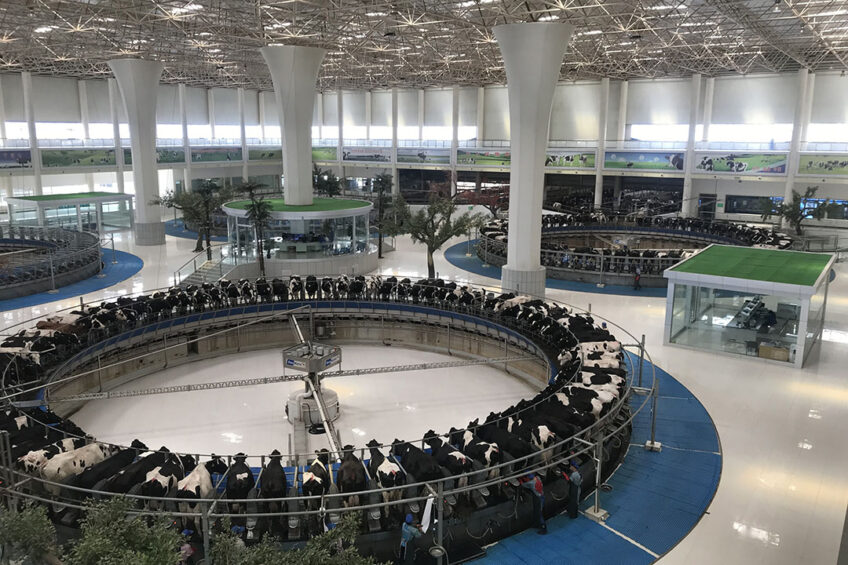 The Terminal. There are 4 exact same designed farms for 15,000 cows. The milking parlour building has 4 80 places rotaries, it s called  The Terminal  as it in many ways reminds people of an airport building. Photo: Snorri Sigurdsson