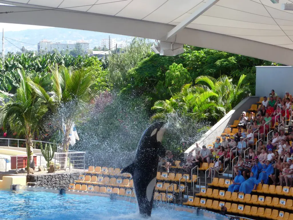 Spain Things to do - Loro Park