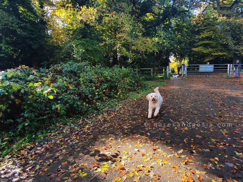 Are dogs allowed in Burnham Beeches