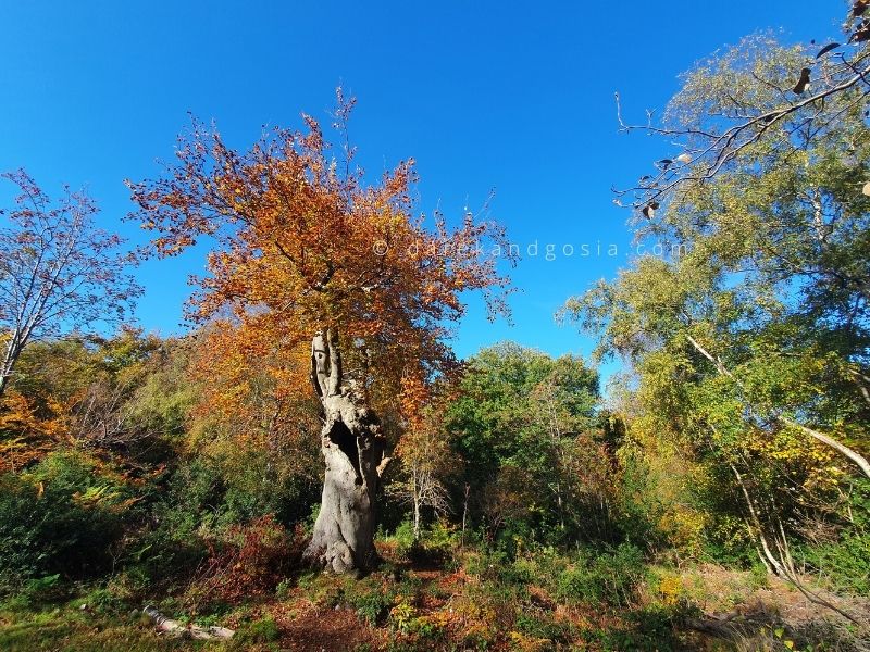 Burnham Beeches - Druids Oak Burnham Beeches