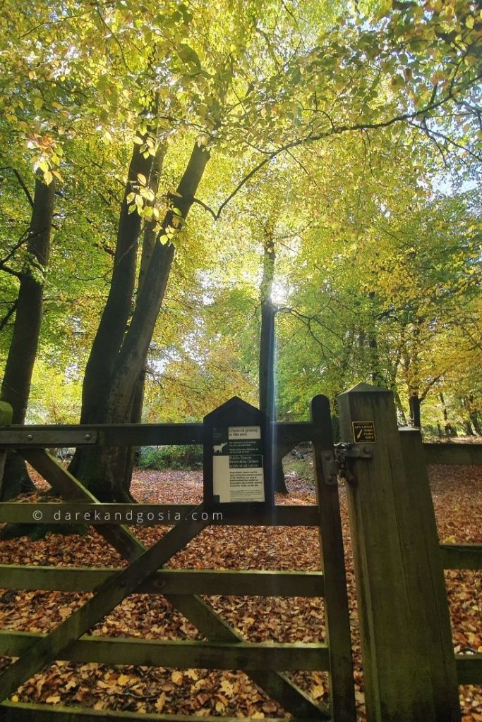 Burnham Beeches grazing area