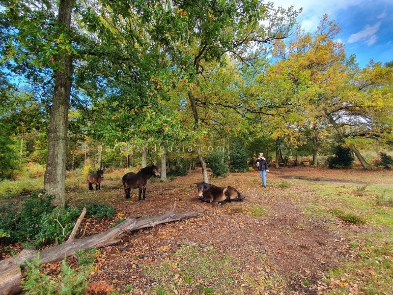 Burnham Beeches history