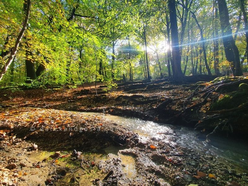 Burnham Beeches walks