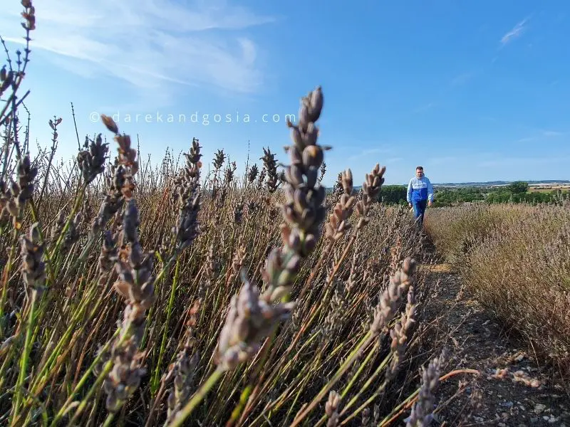 Road trips from London - Hitchin lavender farm