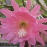 Epiphyllums flowering in pots under cover