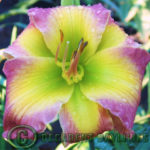 Are Daylilies Monoecious Plants