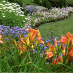 Are daylilies low maintenance easy care perennials