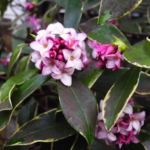 Black-Sooty-Mould-on-Plants