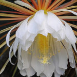 Epiphyllum white night flowering