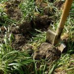 over turning green manures in the soil