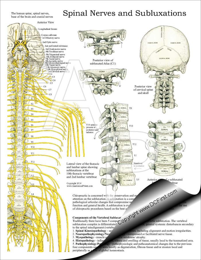 Spinal Nerves and Chiropractic Subluxations Tear-Off Sheets/Pad