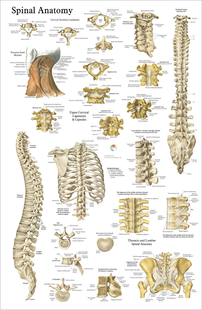 Spine Anatomy Diagram Full Page