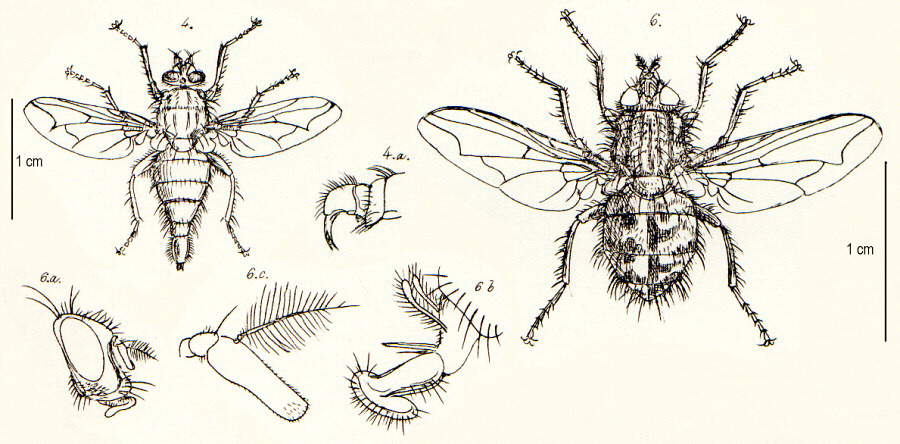 Insects of Britain and Ireland: Diptera families - Calliphoridae