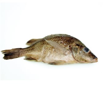 Perch - Formalin Plain