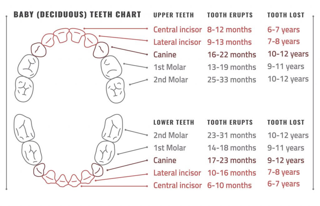 Pediatric Tooth Numbering Chart