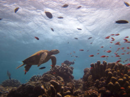 Borneo Scuba Diving