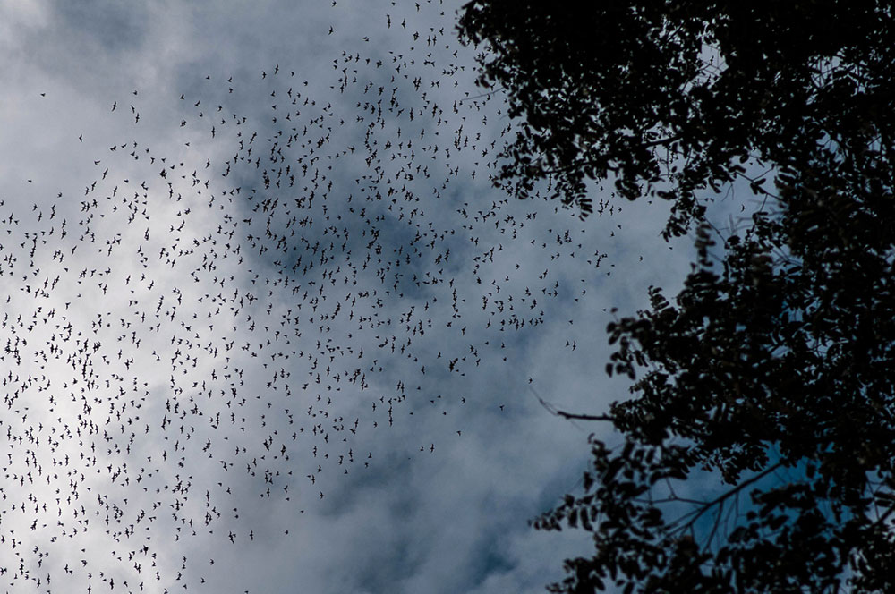 Mulu National Park 9 - James MacDonald