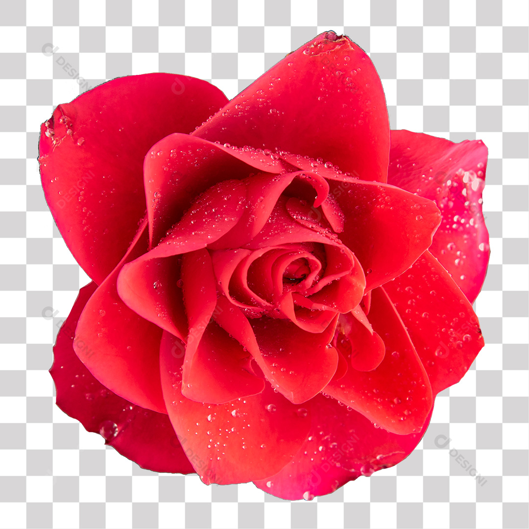 Flor Rosa PNG Transparente Sem Fundo [download] - Designi