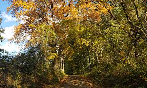 Trail at White Clay Creek State Park