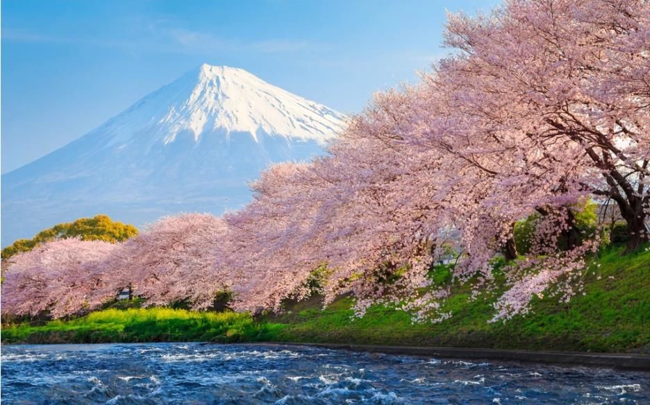 Wallpapers modernos sala de parede fresca e linda flor de cerejeira japonês  e coreano tv fundo