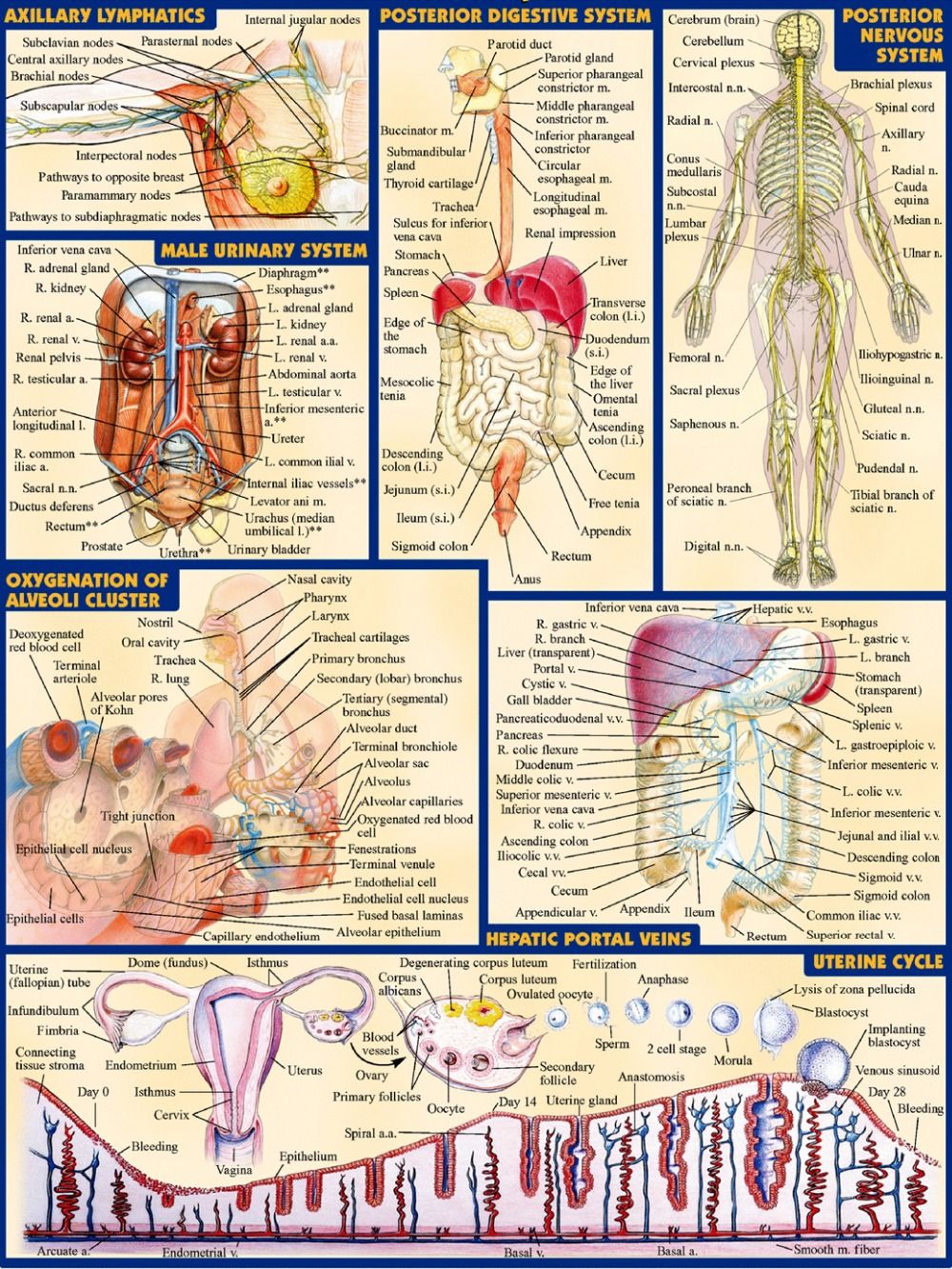 What Are The Terms Used In Anatomy