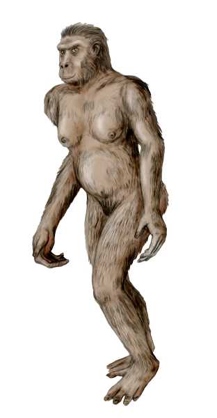 Ardipithecus