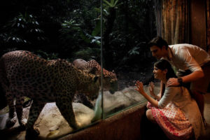 singapore-night-safari