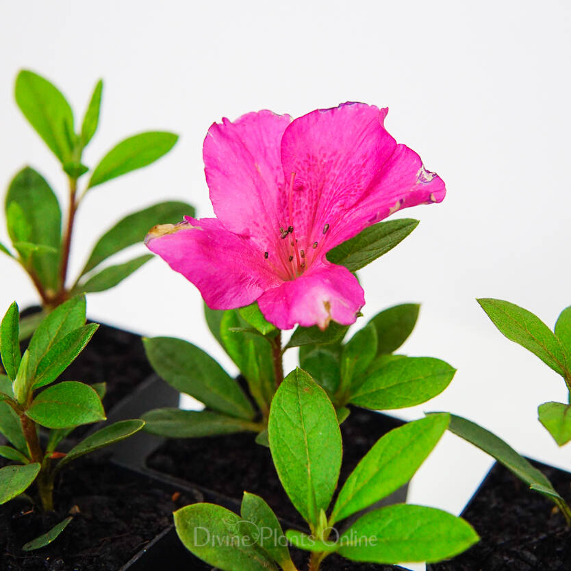 Azalea indica Elizabeth Lawrence – Divine Plants Online Shop