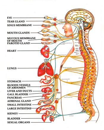 Medical Study Proves… | DMChiropractic