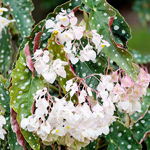 Begonia Plants