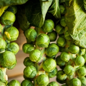 Brussels Sprout Seeds