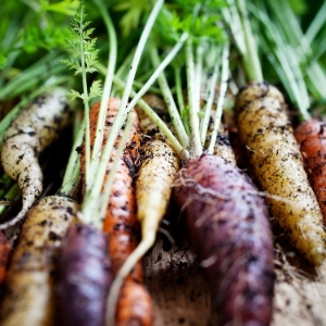 Carrot Seeds