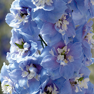 Delphinium Plants