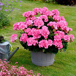 Geranium Plants