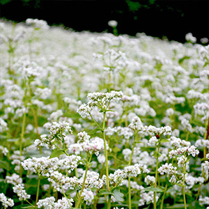 Green Manure Seeds