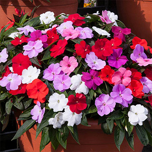 Impatiens Plants