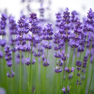 Lavender Plants