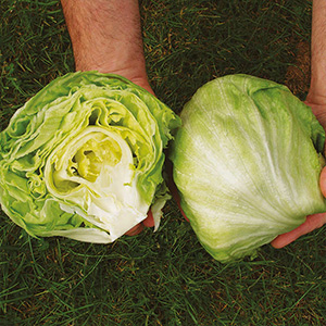 Lettuce & Leaf Seeds