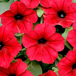 Petunia Plants