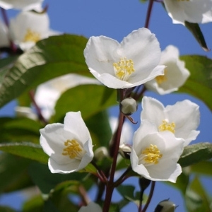 Philadelphus Plant