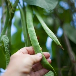 Runner Bean Seeds