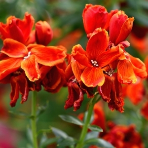 Wallflower Plants