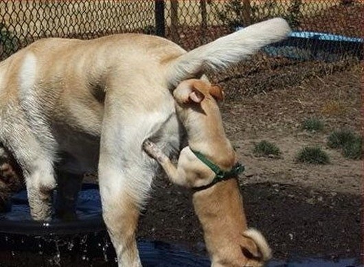 small dog sniffing larger dog butt