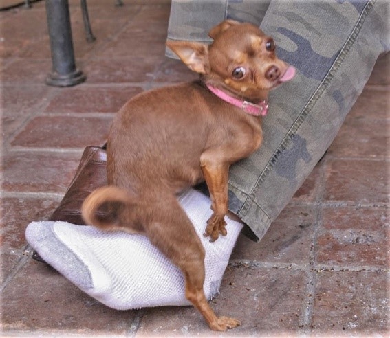 chihuahua dog humping the foot of a person